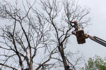 специалисты МБУ "Зеленстрой" ведут ежедневный мониторинг аварийных деревьев - фото - 1